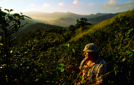 Пуэрториканская кофейная плантация