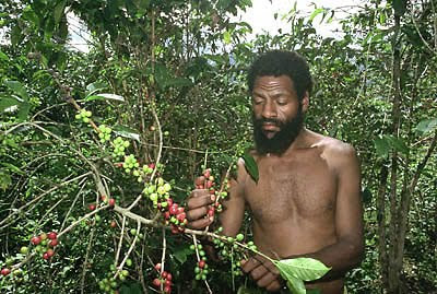 Кофе из Папуа-Новая Гвинея