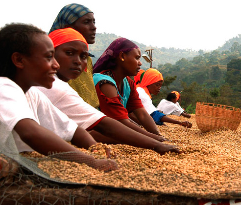 Эфиопская кофейная плантация
